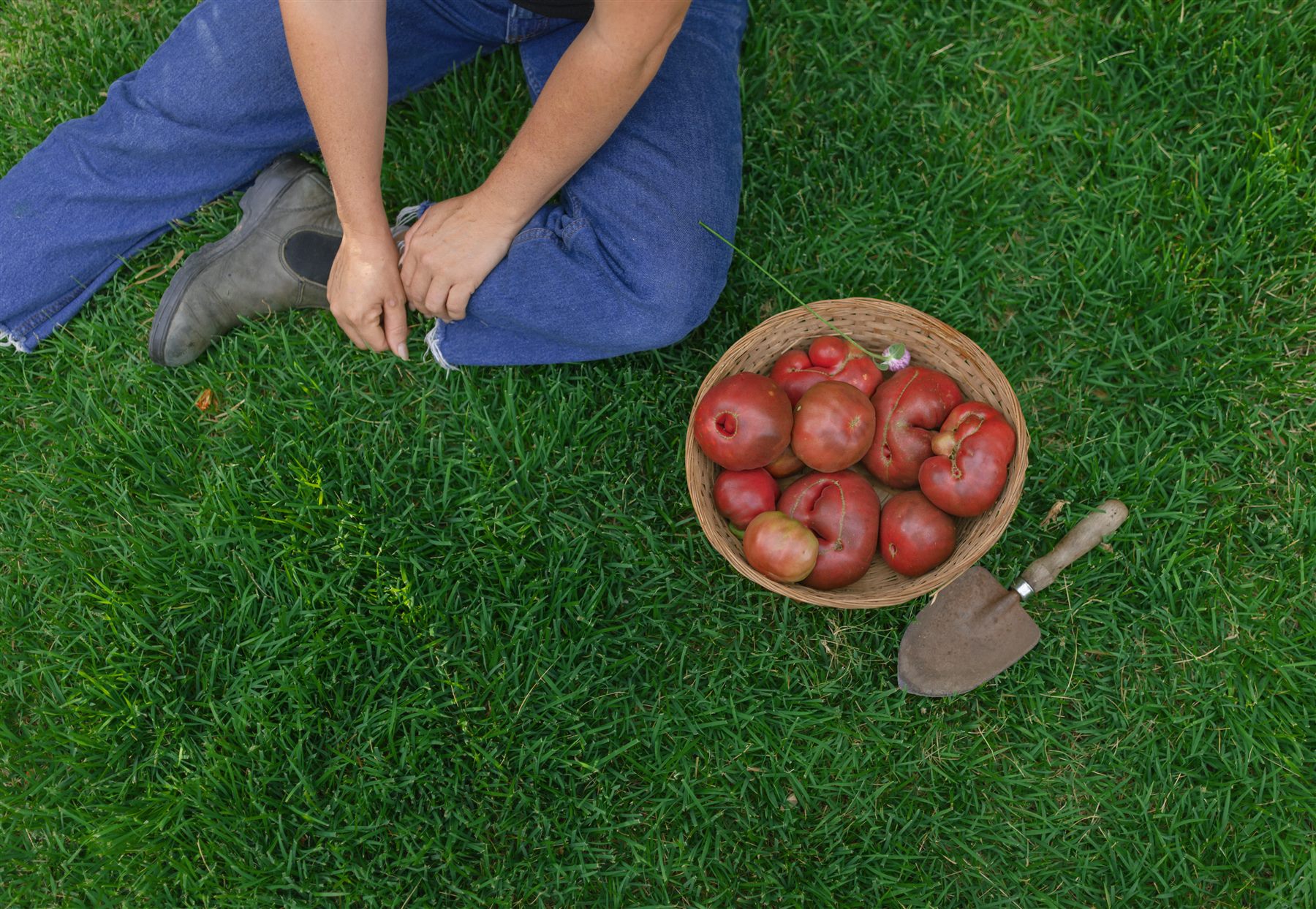 Fresh tomatoes harvested from a Dallas kitchen garden