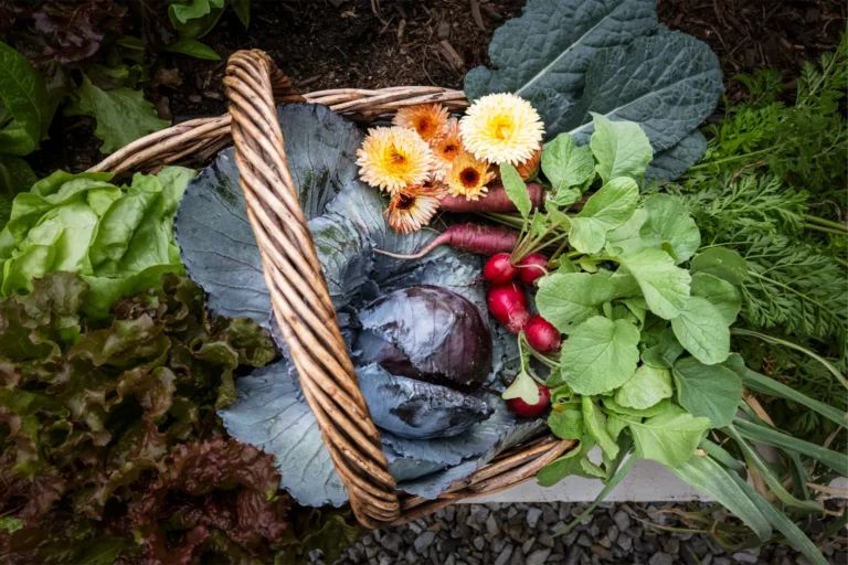 Basket filled with cabbage, radishes, greens, and edible flowers