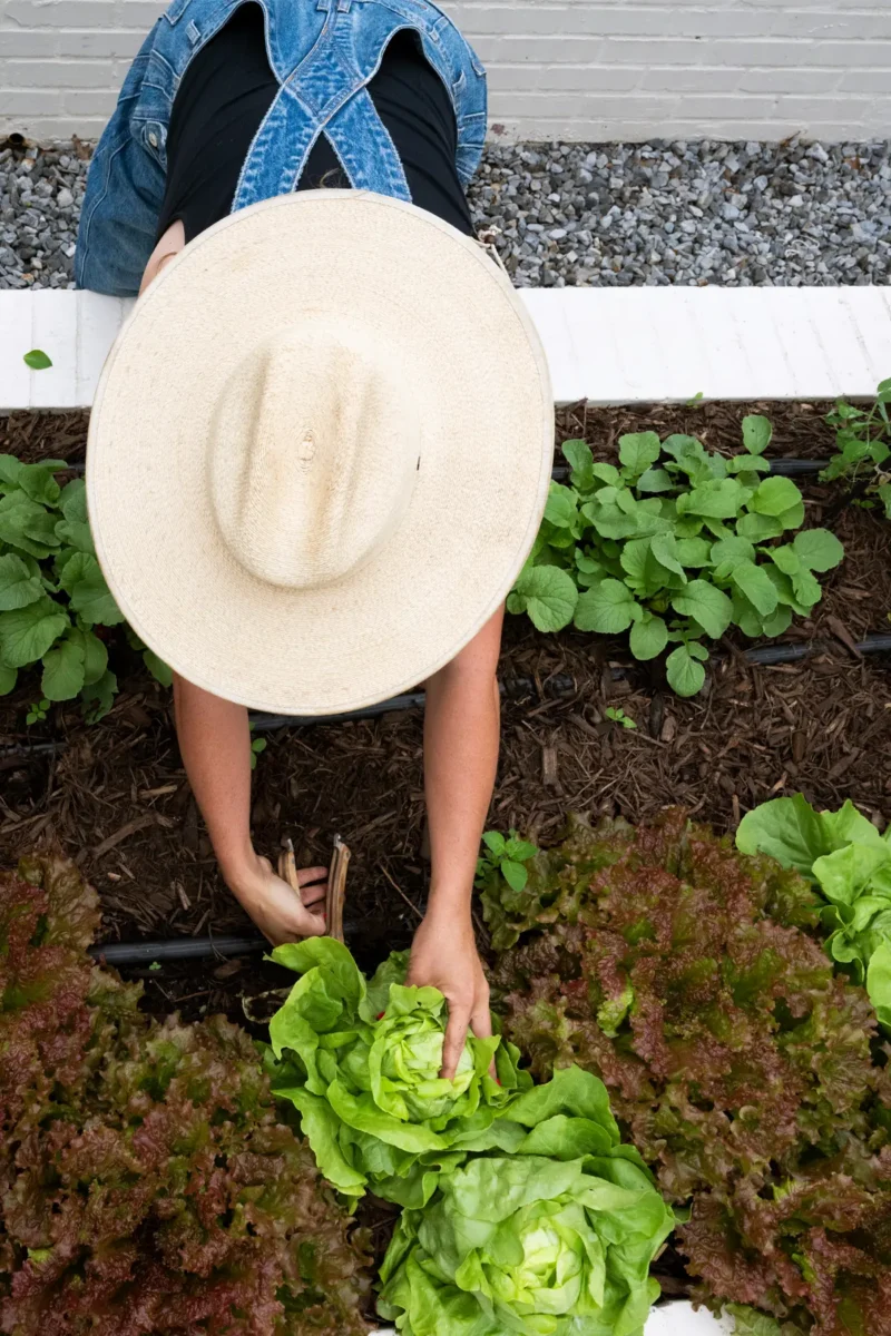 Harvesting fresh lettuce from the White Brick Kitchen Garden